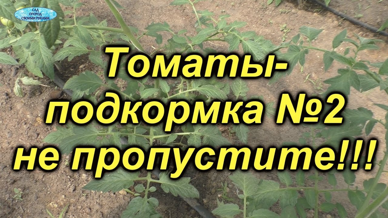 Томаты-чем подкормить? Вторая важная подкормка.