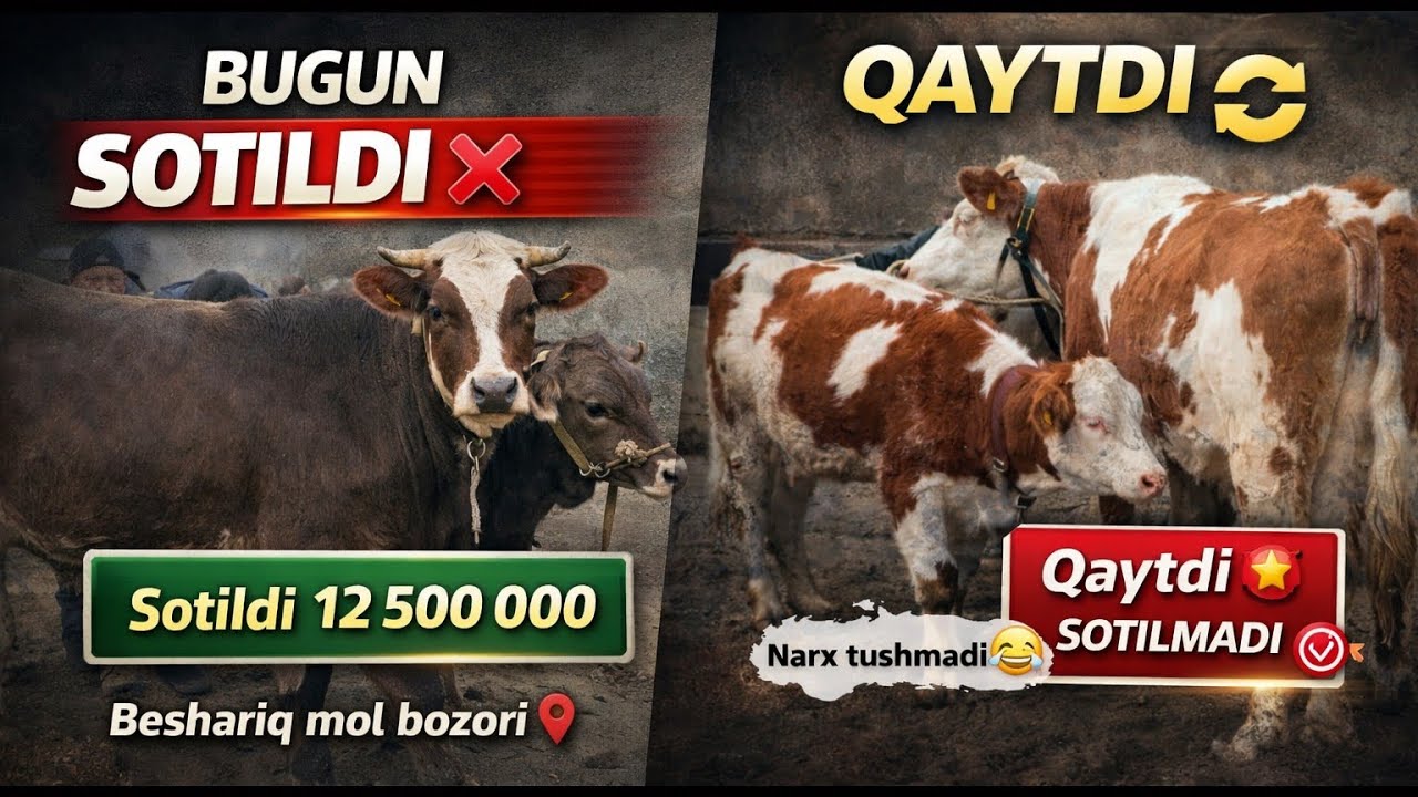 👉Beshariq mol bozori - ena bola va bug'oz sigir narxlari 