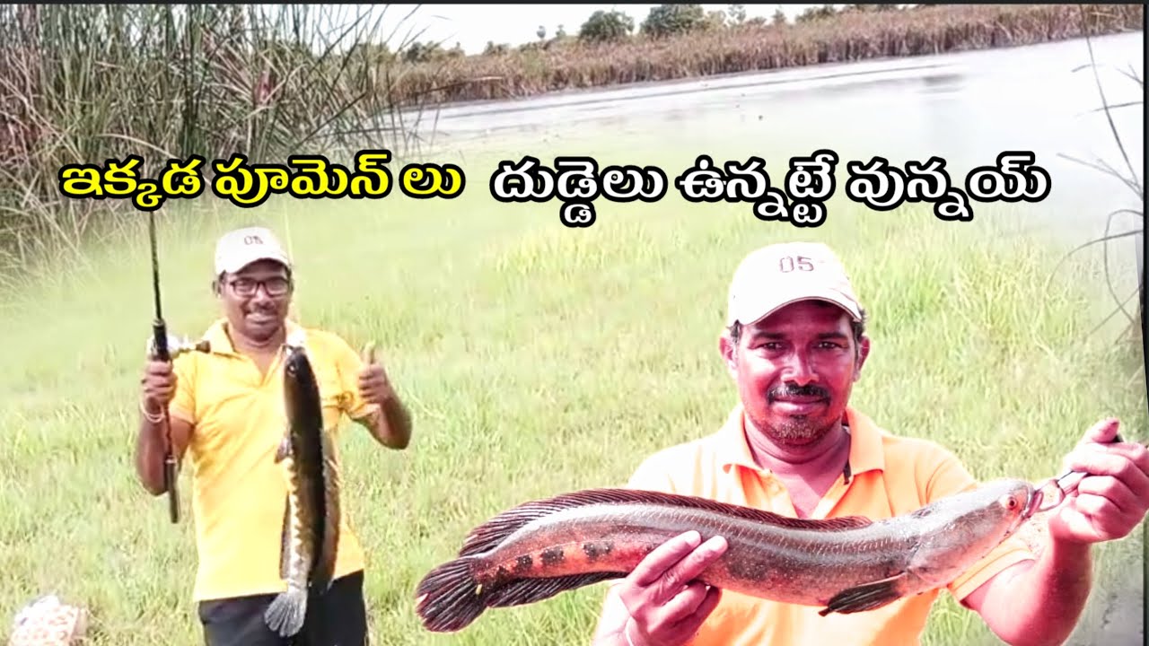 ఛాలెంజింగ్ ఫిషింగ్! 🤯 ఇంత పెద్ద కొర్రమీన (Snakehead) ను పట్టడానికి రోజంతా కష్టపడ్డాం!