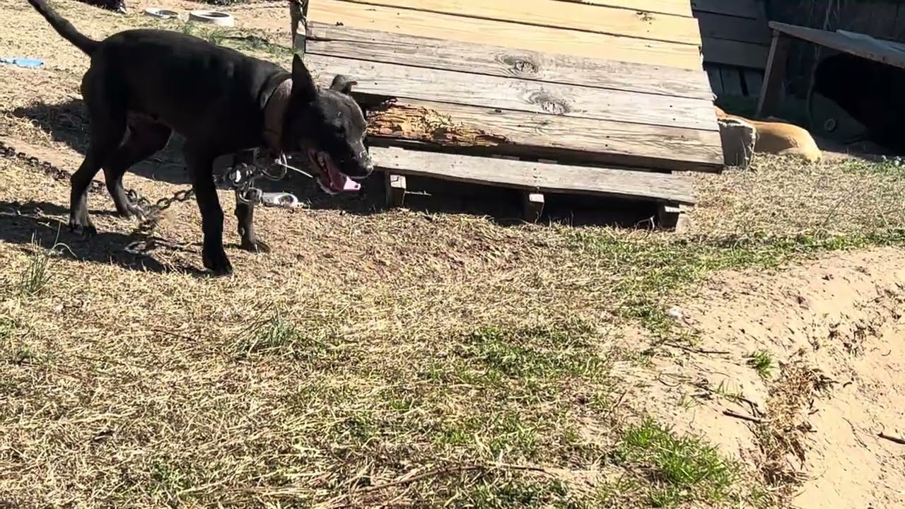 Downsouthpitz RP2 (Sky offspring)