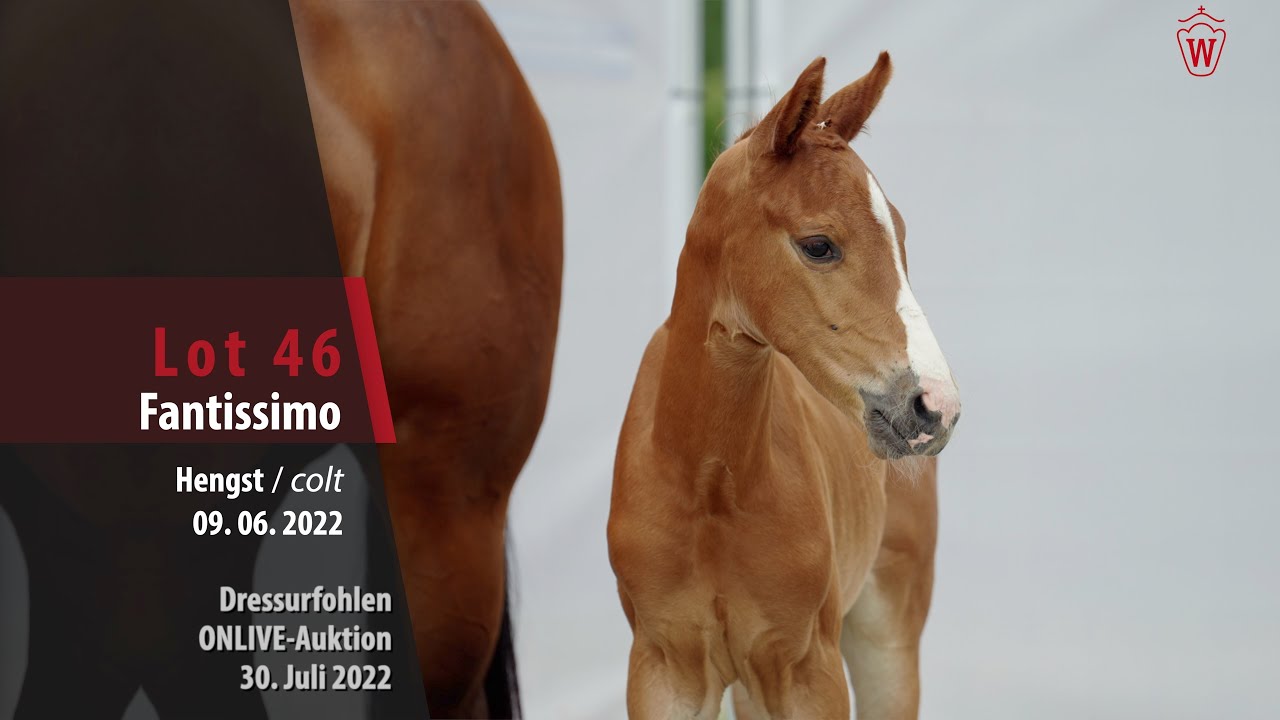 OnLive-Auktion Lot 46 Fantissimo Hengst v. Felissimo - First Selection