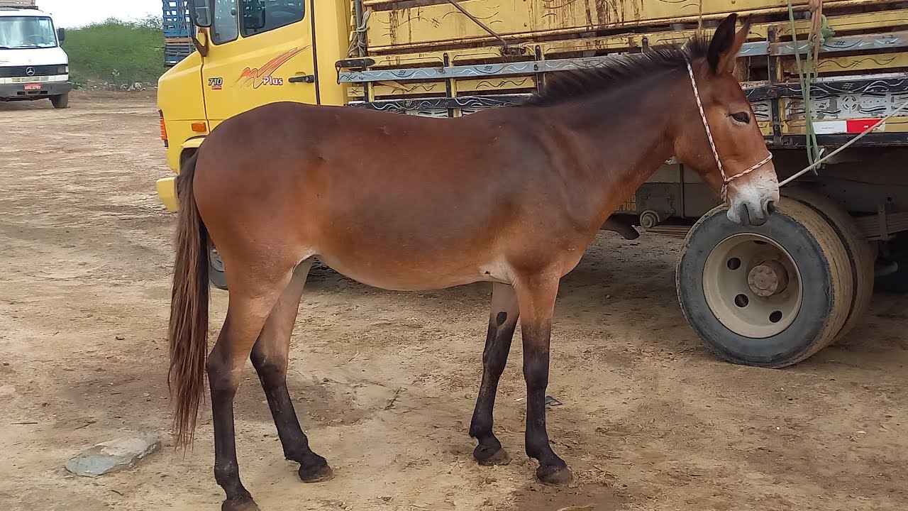 FEIRA DE CAVALOS E BURROS EM CAMPINA GRANDE-PB 29/01/2025