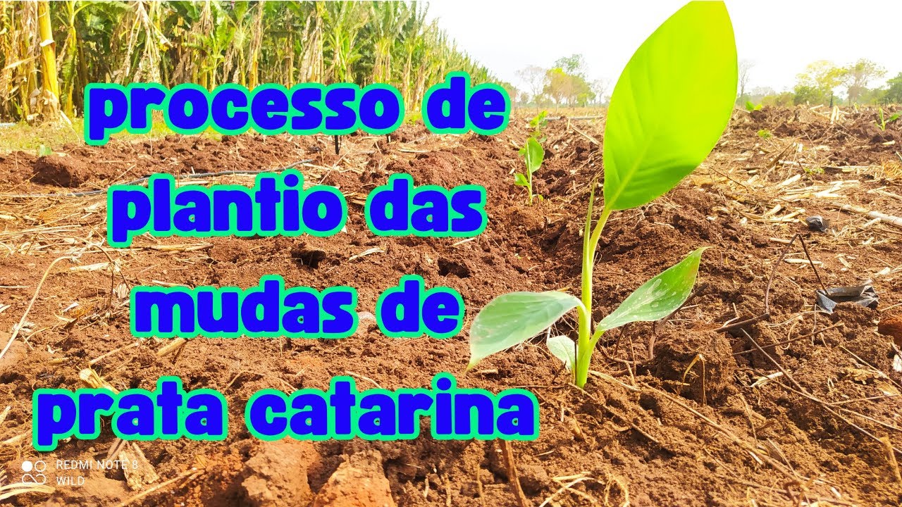 realizamos o plantio das mudas de prata catarina