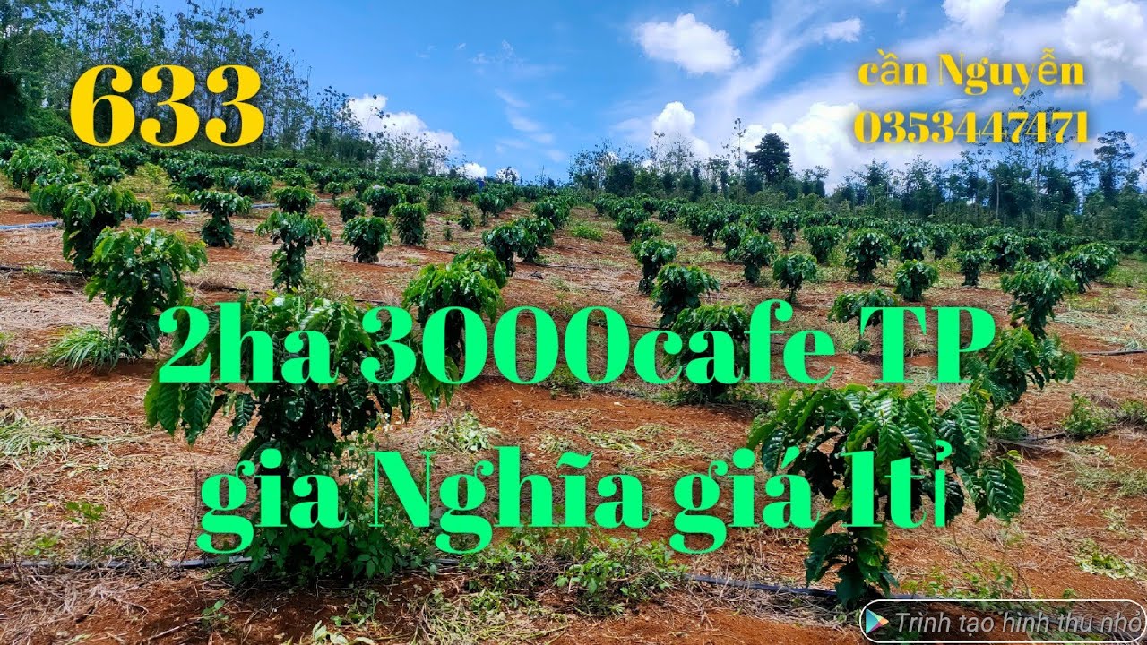 Bán đất DT 2ha trồng 3000caffe ngay trung tâm TP gia nghĩa giá 2tỉ lh0353447471