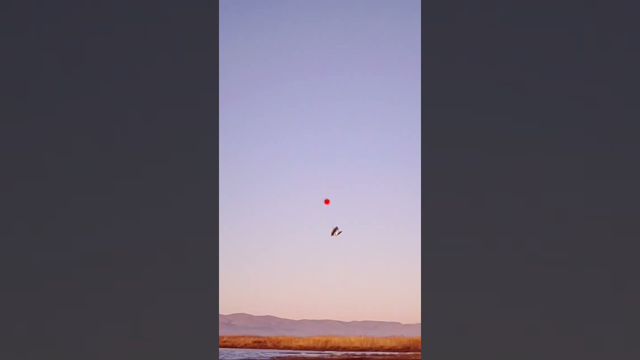 Tactacam kill shots #tactacam #duckhunting #duck #duckhuntingvideo #killshot #grizzlyisland
