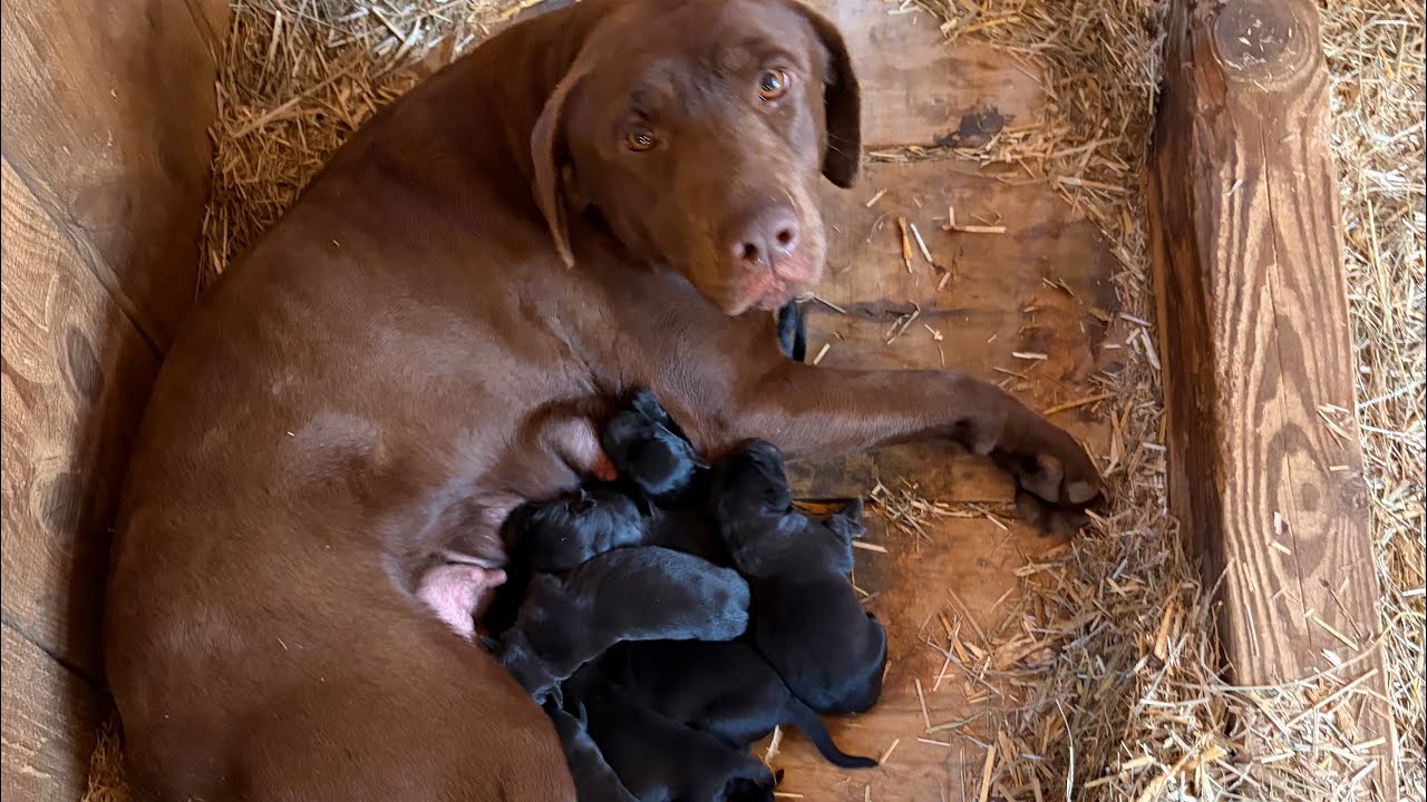 Animals on the Homestead