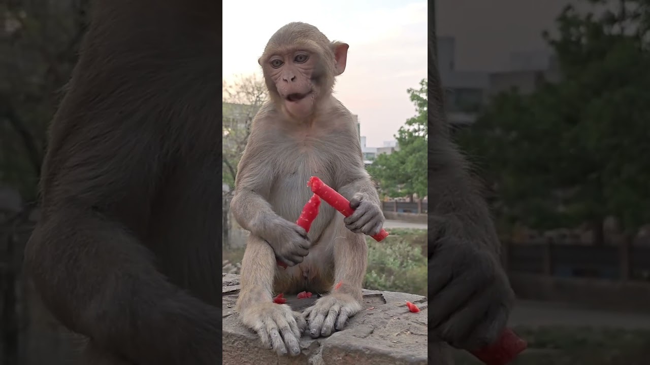 14/03/26 शाम वानर सेना की प्रसादी व मनोरंजन #shortvideo #viralvideo #cutemonkey #sanatan