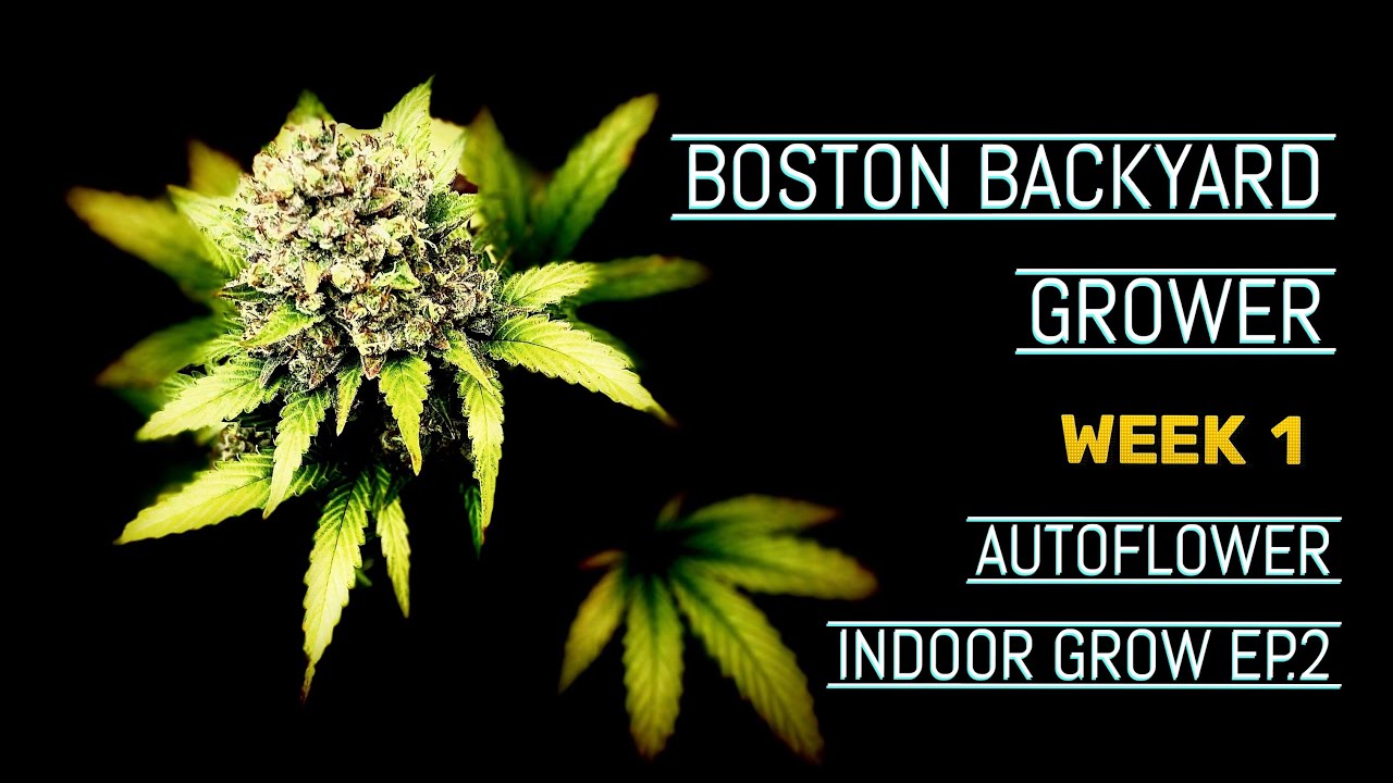 How To Grow Autoflower Cannabis Indoor Barney&rsquo;s Farm | Mars Hydro FC 4800 Ep.2