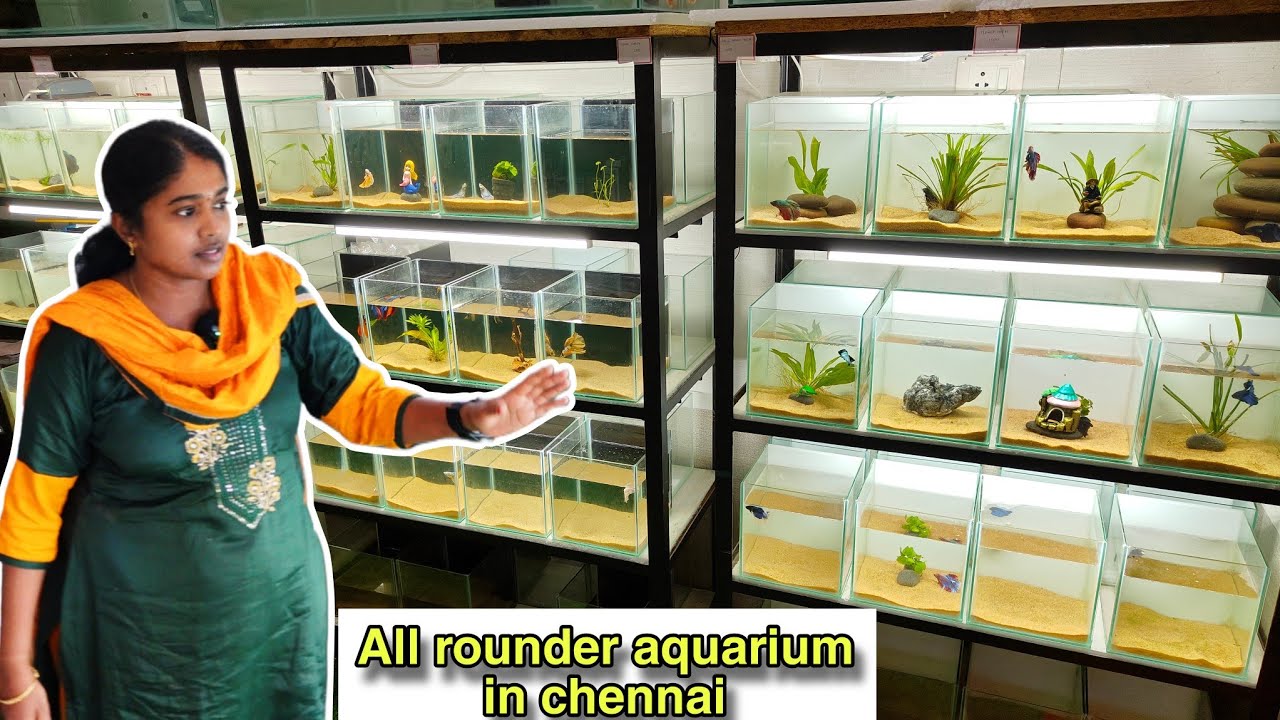 Aquarium shop with neat betta setup | Aquatik Angels | shop tour | தமிழ்