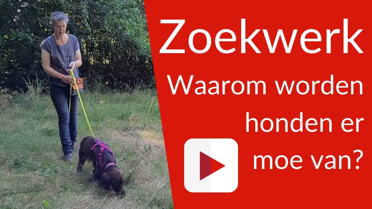 Waarom zoekwerk vermoeiend is. #zoekwerk #detectie #hondentraining