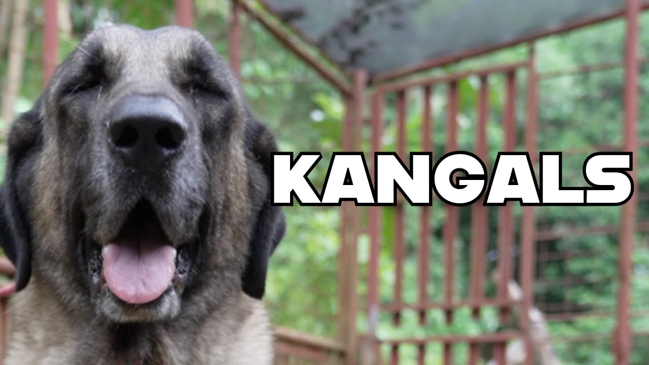 Episode 3 - Kangals sa Bundok #superorawdogfood #pangmalakasansupero #kangals