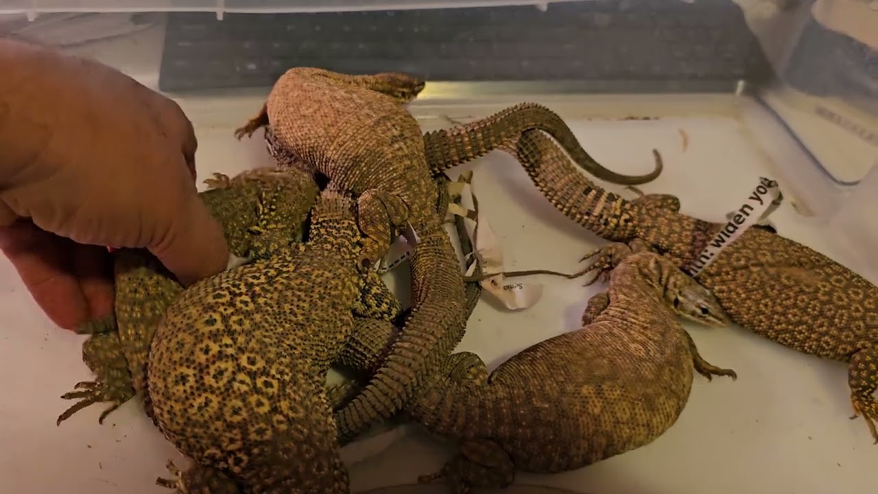 Tame Proven Breeder Colony of Red Ackie Monitors!
