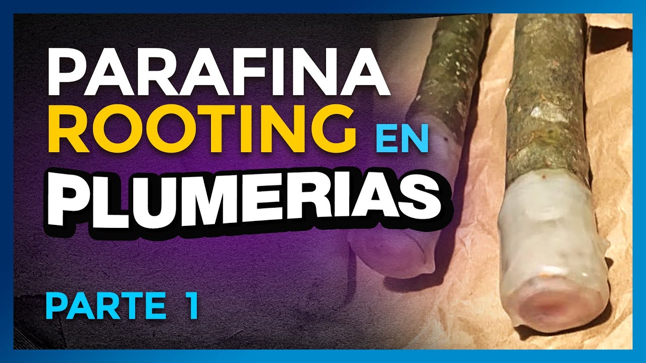 ENRAIZAR PLUMERIAS con PARAFINA🙀(PARTE 1) 🌱 Parafina ROOTING #plumerimax