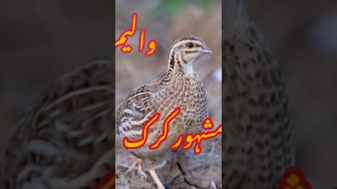 made batair ki krik female quail sound #quail #بیٹر #batair #femalebatair #کرک #trending #trend