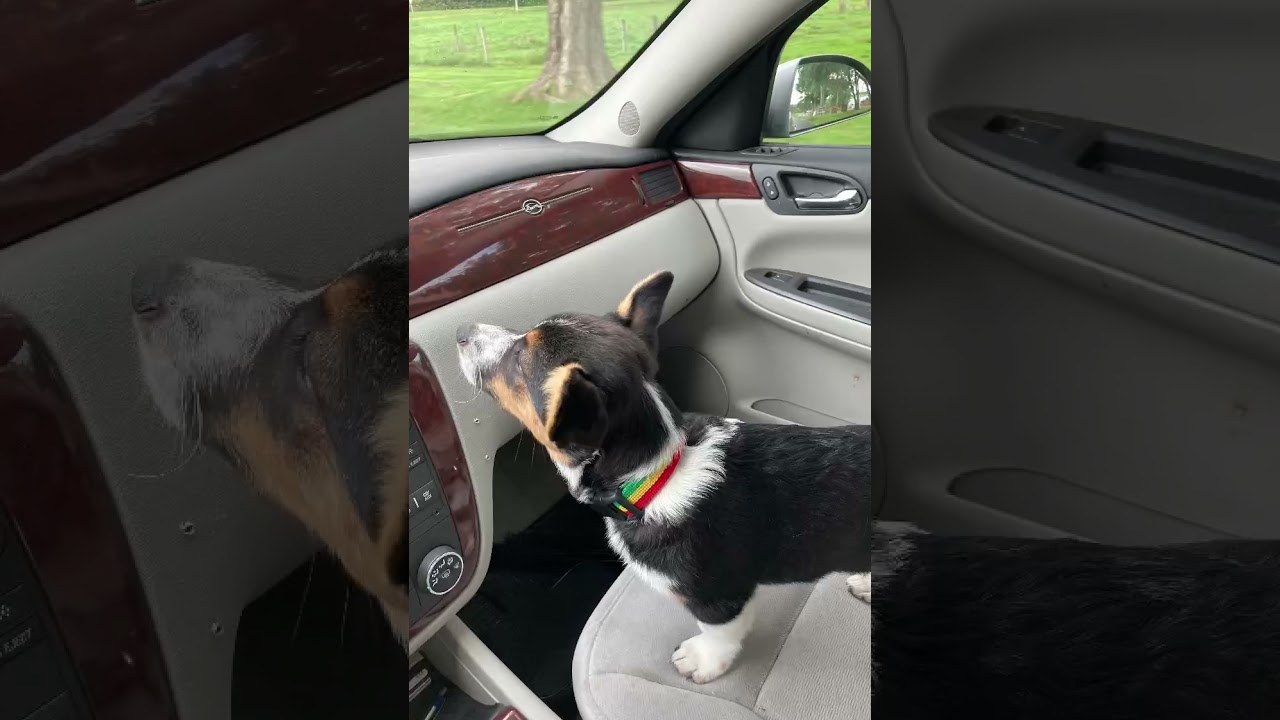 Corgi Puppy 8 weeks to 6 months