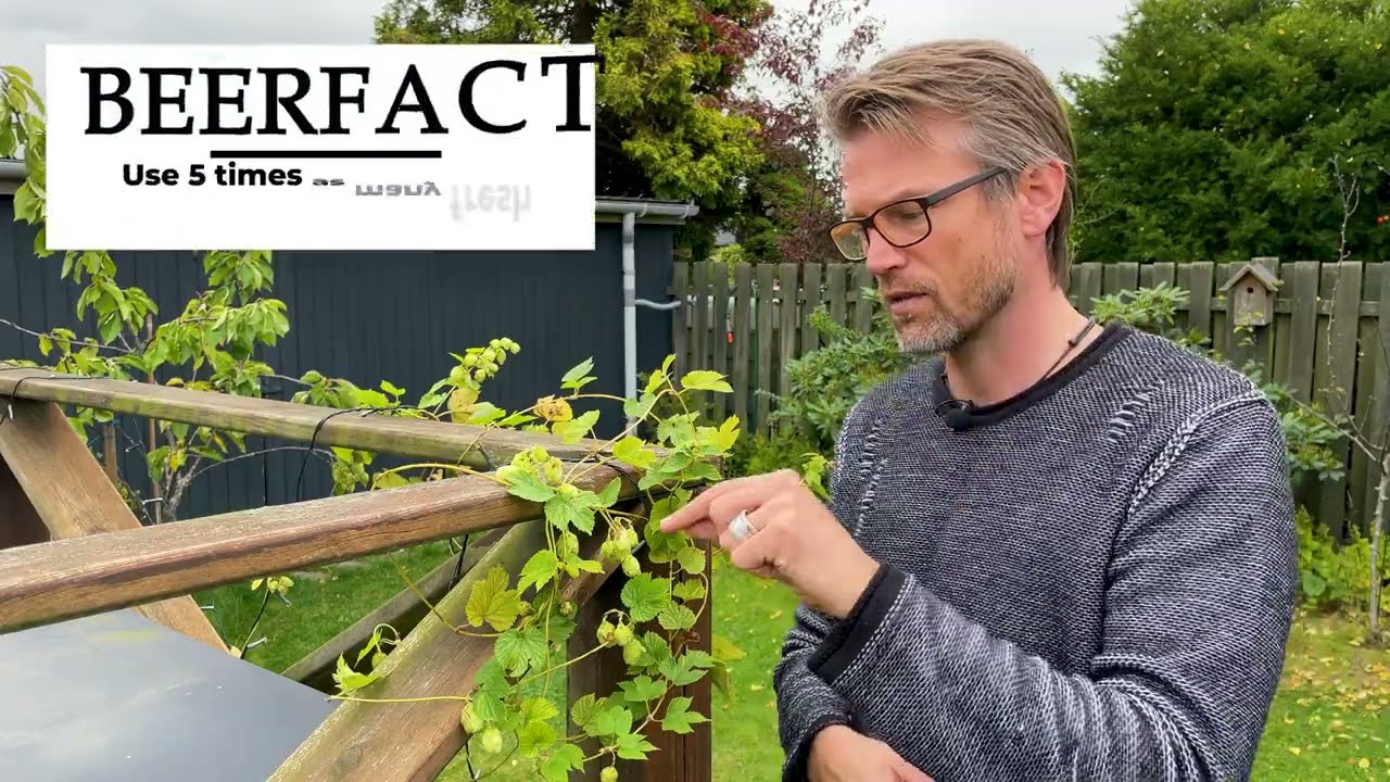 How to dry and use fresh hops in homebrewing