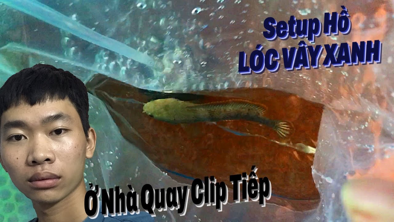 SETUP hồ cá Lóc Vây Xanh đơn giản