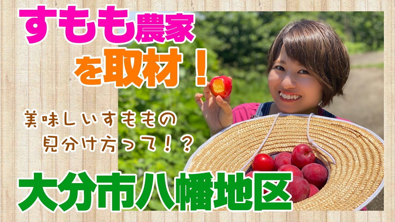 大分市にある#すもも農家 を取材!!! 6~7月が旬！ #すもも #大分 #大分プラム #果実 #oita #sumomo