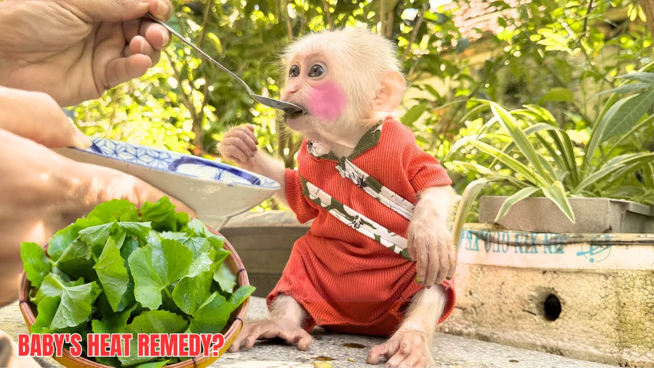 The Natural Remedy That Cools Baby Monkey Baba Down