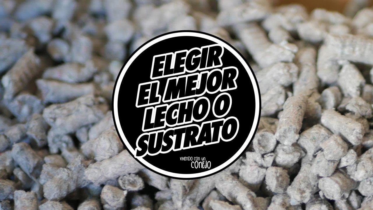 LECHO para conejos 🐰 SUSTRATO para conejos | Te cuento NUESTRO FAVORITO 🔝🔝