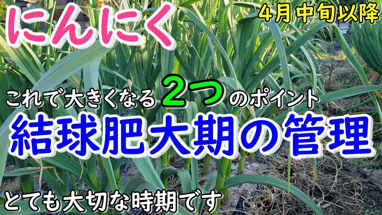 ４月中旬から始まるにんにくの結球肥大期の重要な管理ポイント２つお伝えします