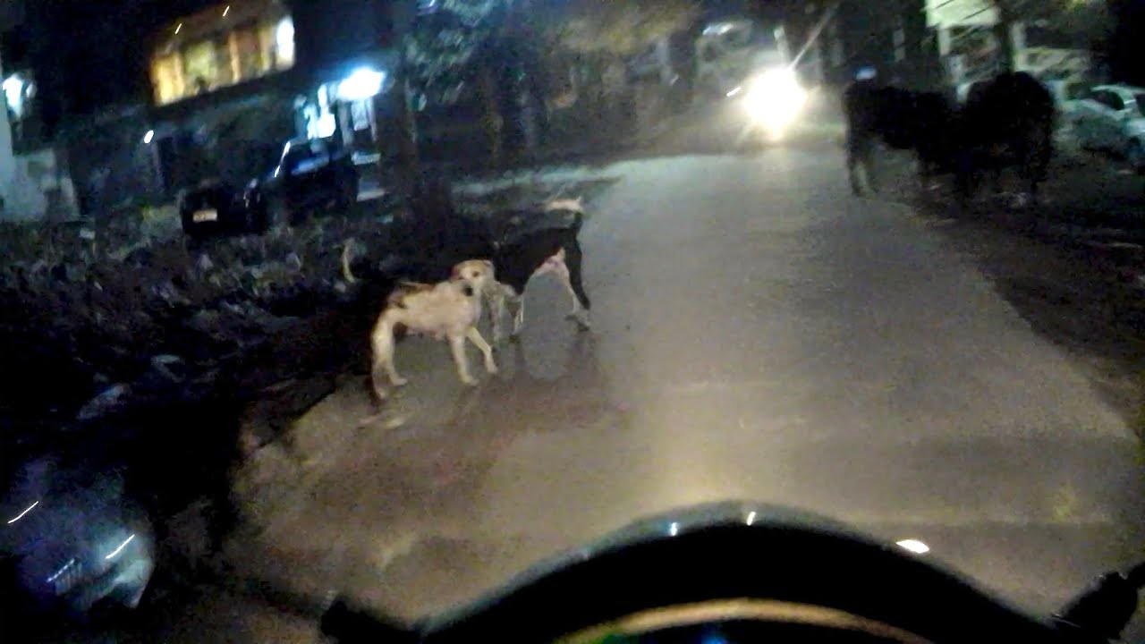 Dubara itne saare dogs ne gherliya 🥲 Local hai hum 