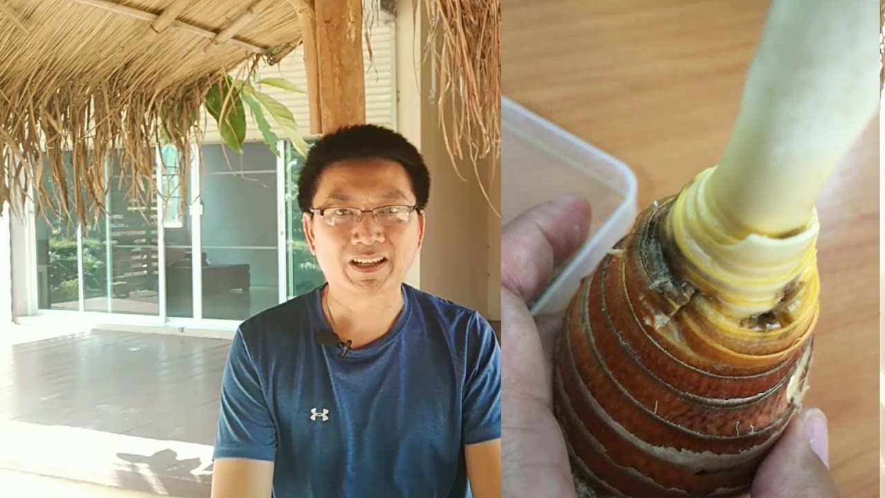 การกำจัดแมลงวันทอง ตอนแมลงวันไผ่