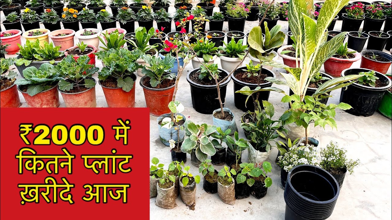 नये पौधों के नाम और दाम / Plant shopping challenge Rs2000 #aloksgardeningtips 