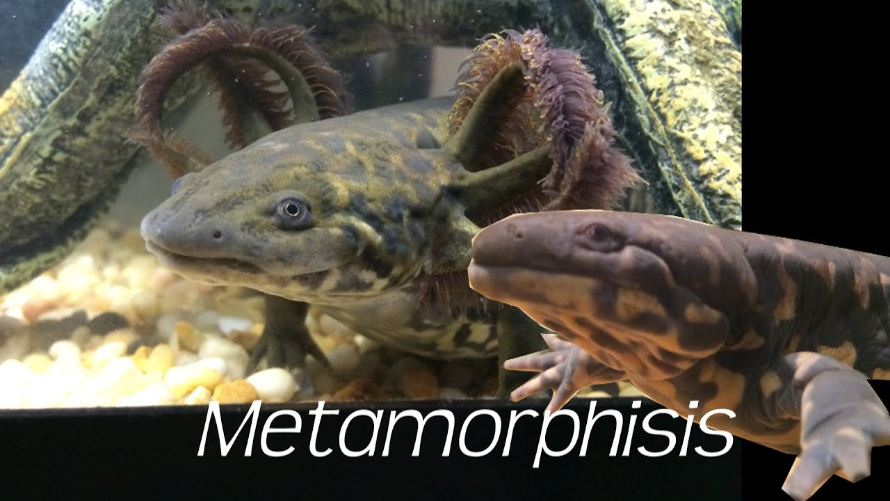 Metamorphisis (Eastern Tiger Salamander)