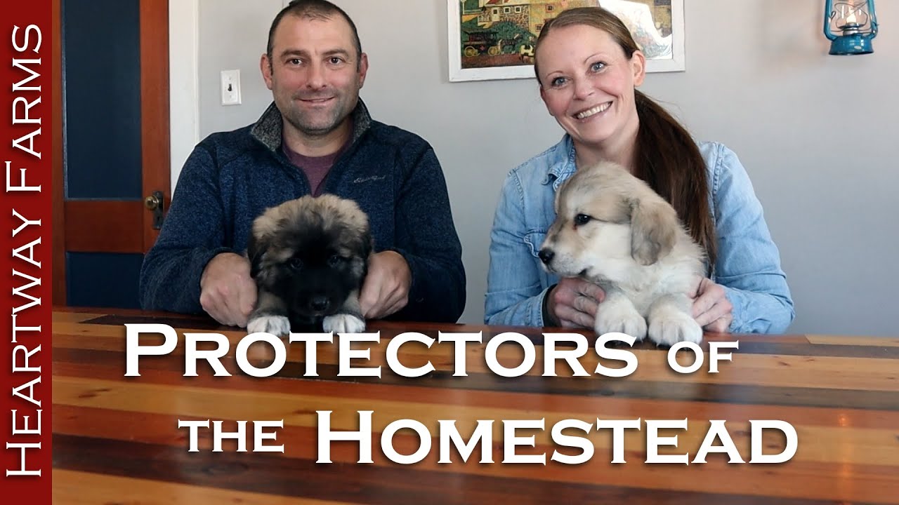 Raising Livestock Guardian Dog Puppies! | Protecting the Homestead