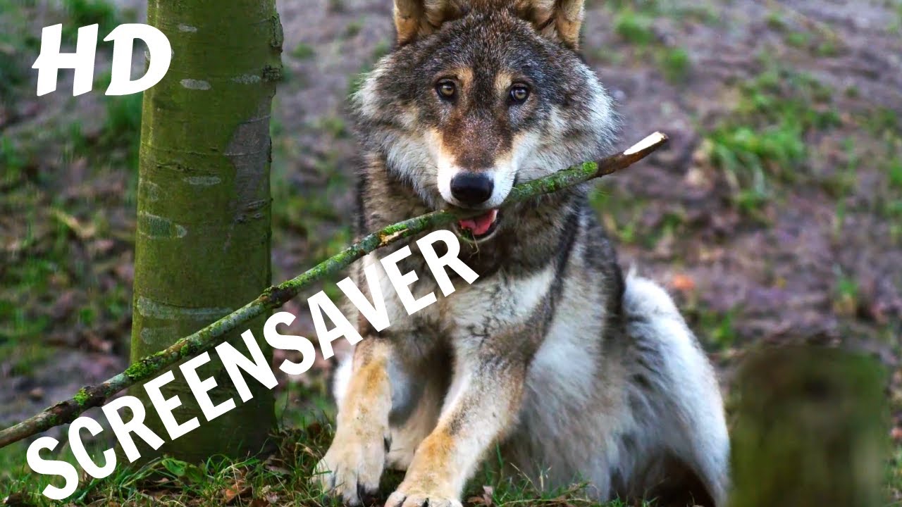 Wolf 10 Hours Version Screensaver 1080p HD
