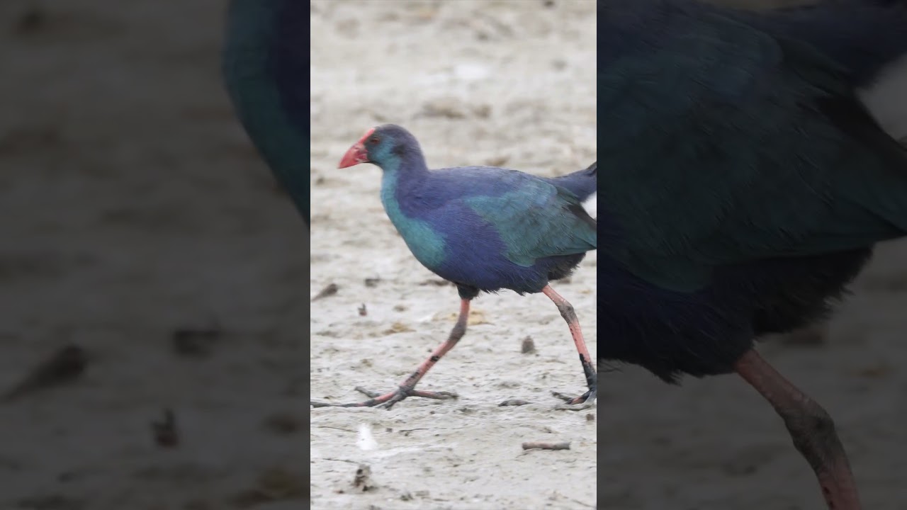 Султанка // Purple gallinule #wildlife #nature #birds