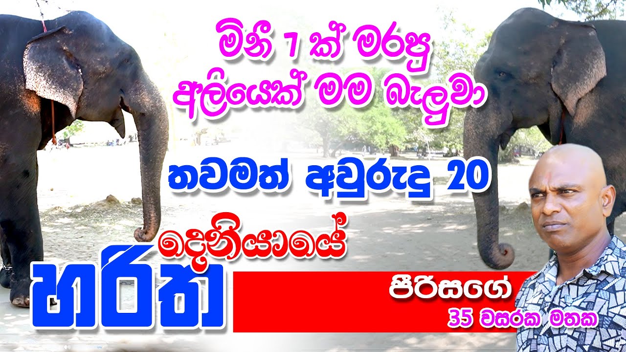 Katharagama wasana කතරගම වාසනා නිසා අලි බලන්න අසාවක් ඇති වුනා දැන් වසර 35ක් අලි ඇත්තු එක්ක