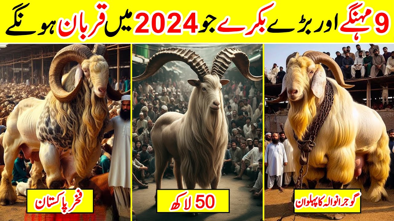 Most Expensive Qurbani Bakra in Pakistan 2024 | Amazing Info