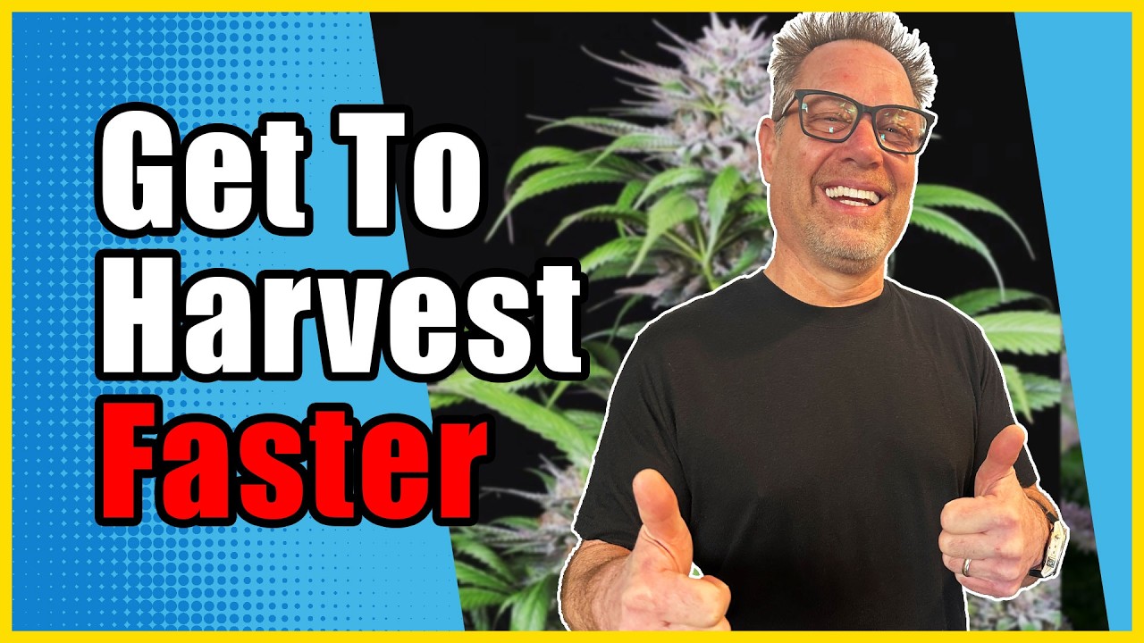 Late Flower Cannabis Hacks to Finish Faster