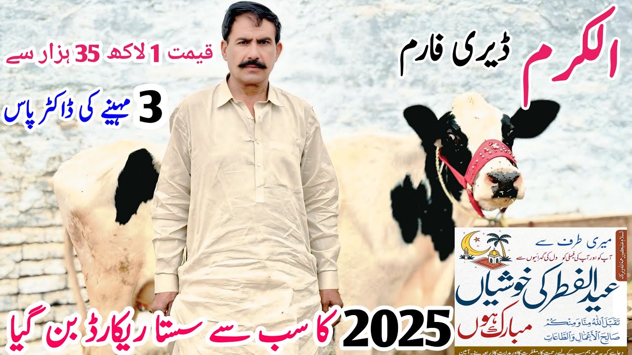 Alkaram Dairy Farm | American Cow | Khangher Cow | Jersey Cow In Punjab | Bismillha best |3April2025