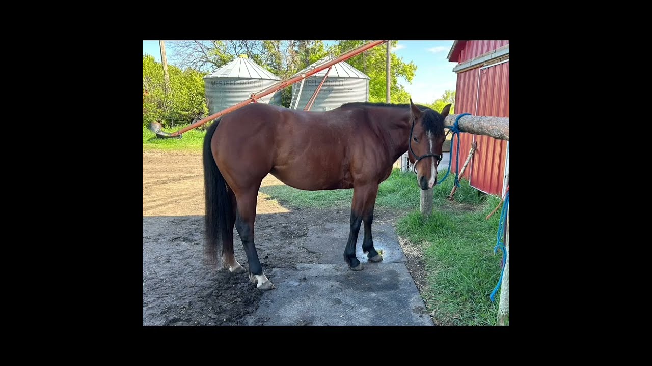 TWO SMART BABE - 6 year old mare