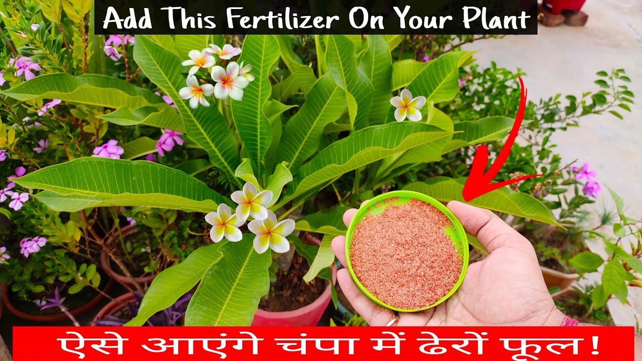 How to Get Flowers on Champa Plant||Why Plumeria Plant Not Flowering