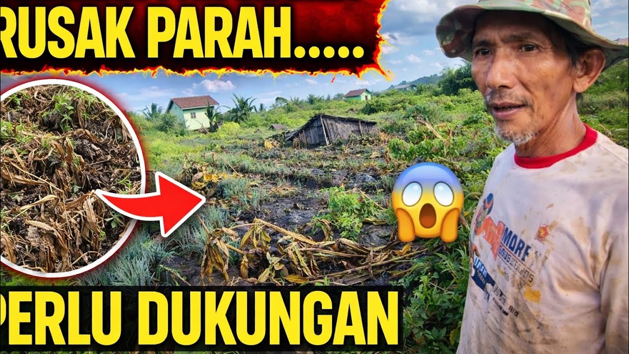 PAK SLAMET SEDANG MENATA LAHANNYA KEMBALI TRANSMIGRASI KALIMANTAN 
