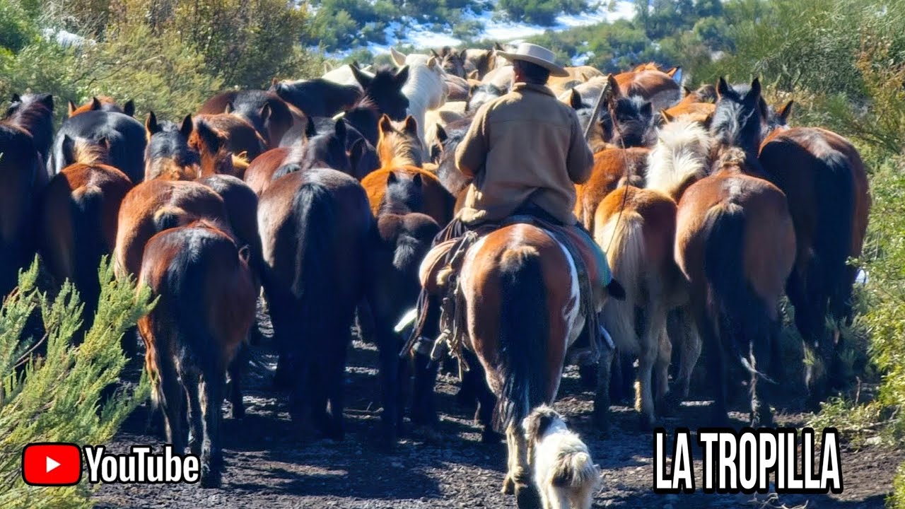 Tropilla de Caballos Bajando de lo Alto de la Cordillera como es un Arreo de Ganado con los Arrieros