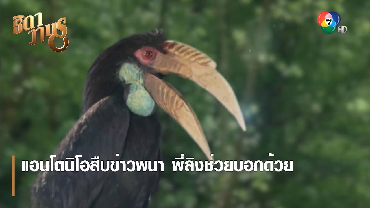แอนโตนิโอสืบข่าวพนา พี่ลิงช่วยบอกด้วย | ตอกย้ำความสนุก ธิดาวานร EP.25 | Ch7HD