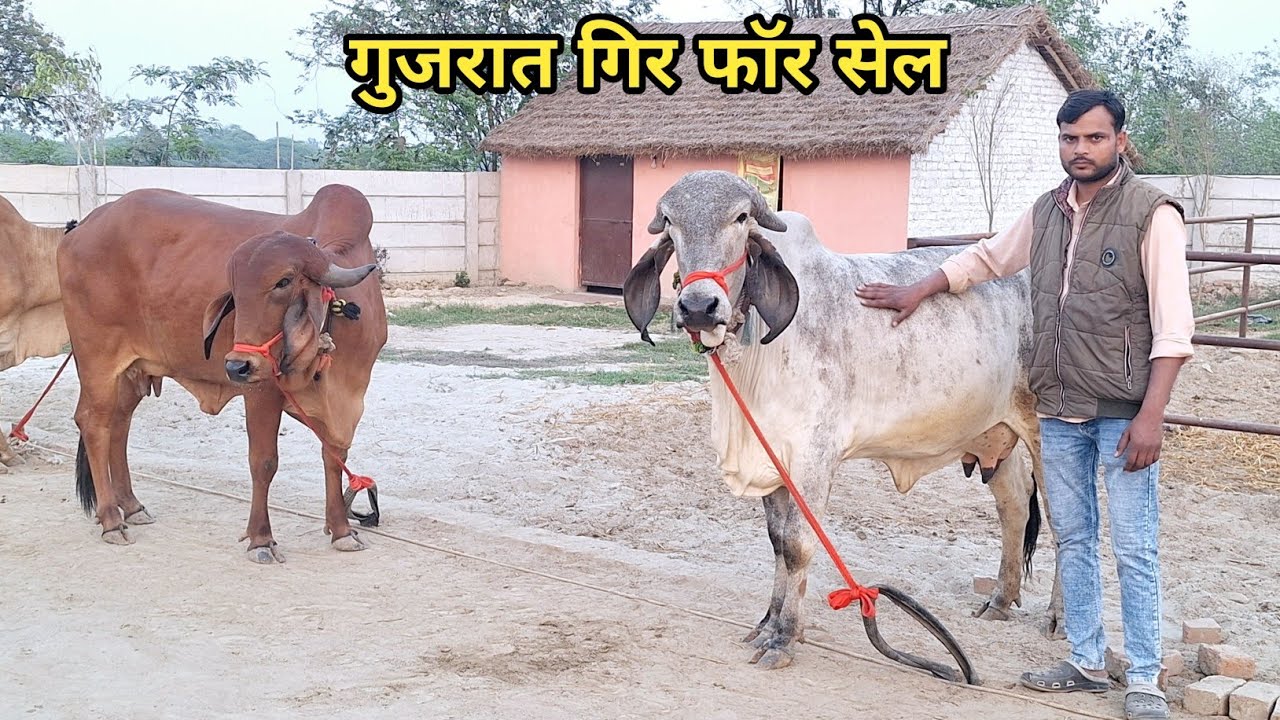 👌🚩 टाॅप गिर गुजरात वाली उपलब्ध लखनऊ में | radheshyam dairy farm lucknow | gircow #cow 