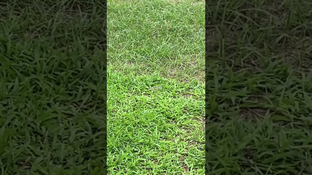 Smells Something??? Mini Pinscher Dog 