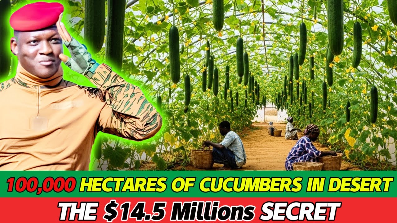 The Sahel’s Green Shock: How Burkina Faso Could Make $14.5 Millions from Cucumbers