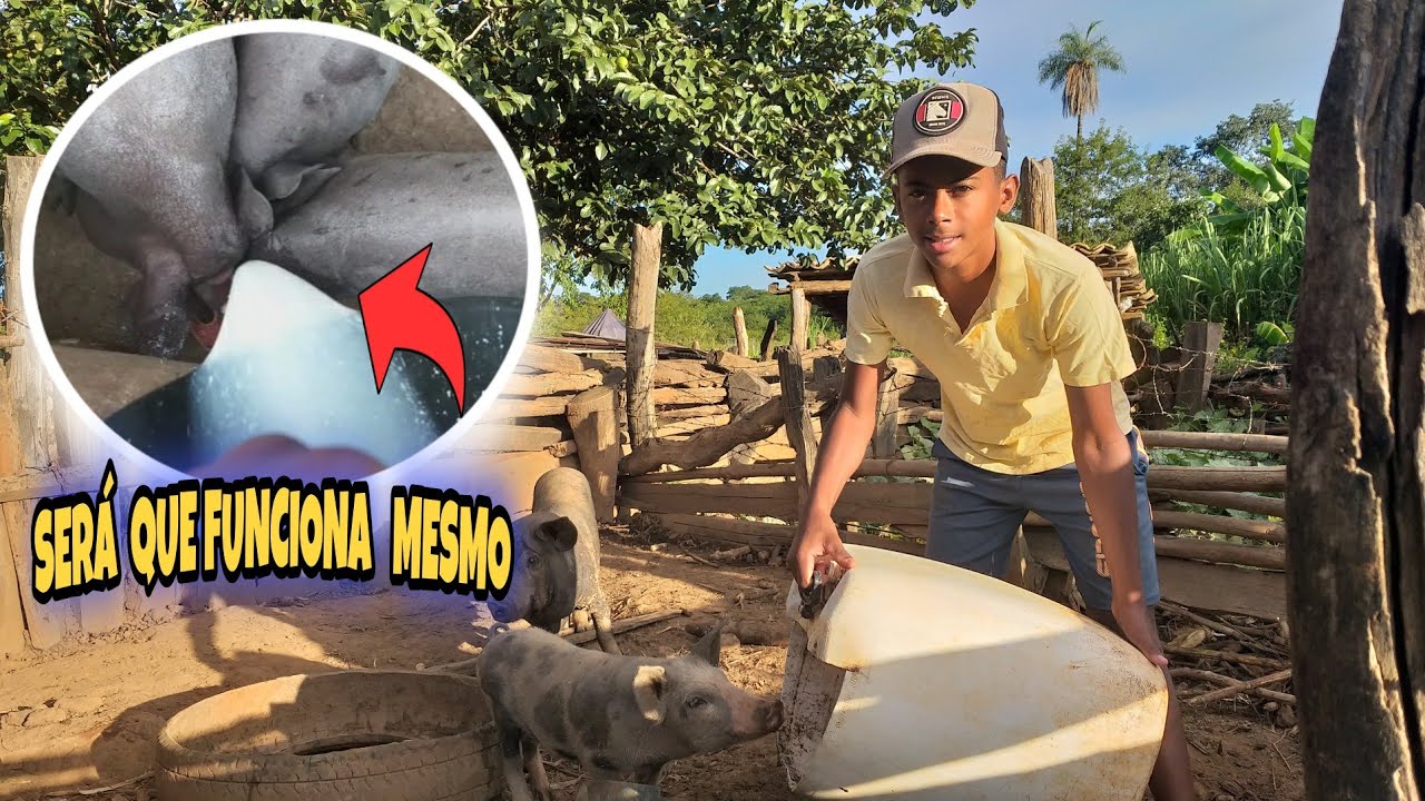 ALIMENTANDO MEUS PORCOS COM SORO CASEIRO