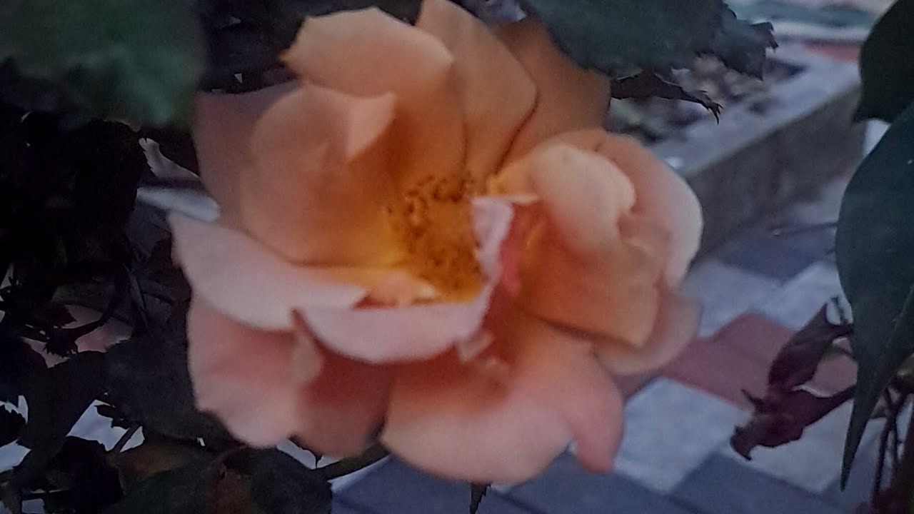 My experience in growing rose