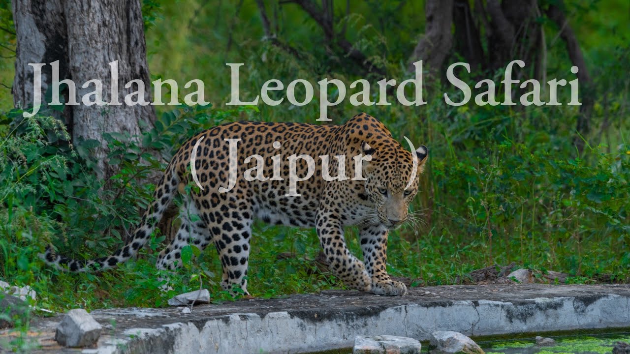 Jhalana Leopard 🐆Safari / Jaipur/ Rohit Nayal