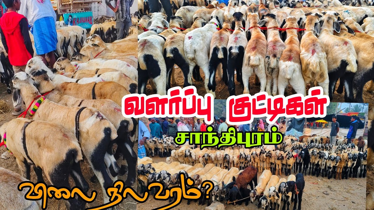 வளர்ப்பு குட்டிகள் விலை நிலவரம்? ஆந்திரா மாநிலம் சாந்திபுரம் சந்தை ஞாயிற்றுக்கிழமை சந்தை 