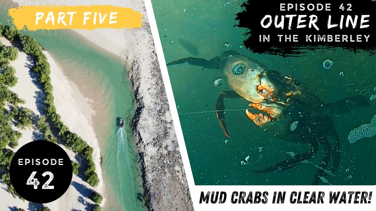 MUD CRABS and MANGROVE JACK IN CRYSTAL CLEAR WATER - Ep 42