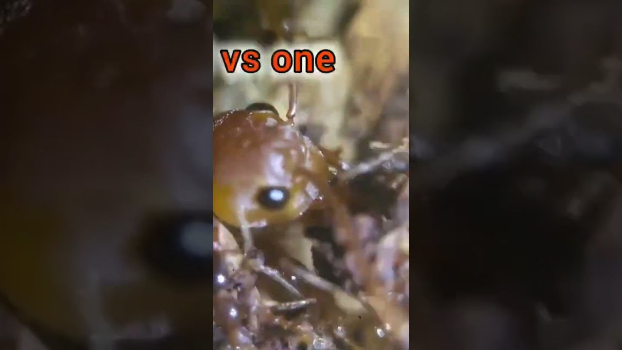 big ants vs mini ants